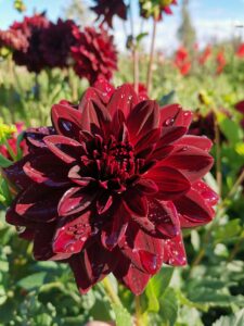 bridesmaid bouquets burgundy